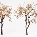 Two Tall Trees with Orange Fruits and Green Leaves on White Background