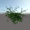Lush Green Floral Plant Featuring Small White Flowers And Dense Branches