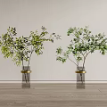Transparent Vases With Gold Bases Holding Green Leafy Plants Against Light Wall And Wooden Floor