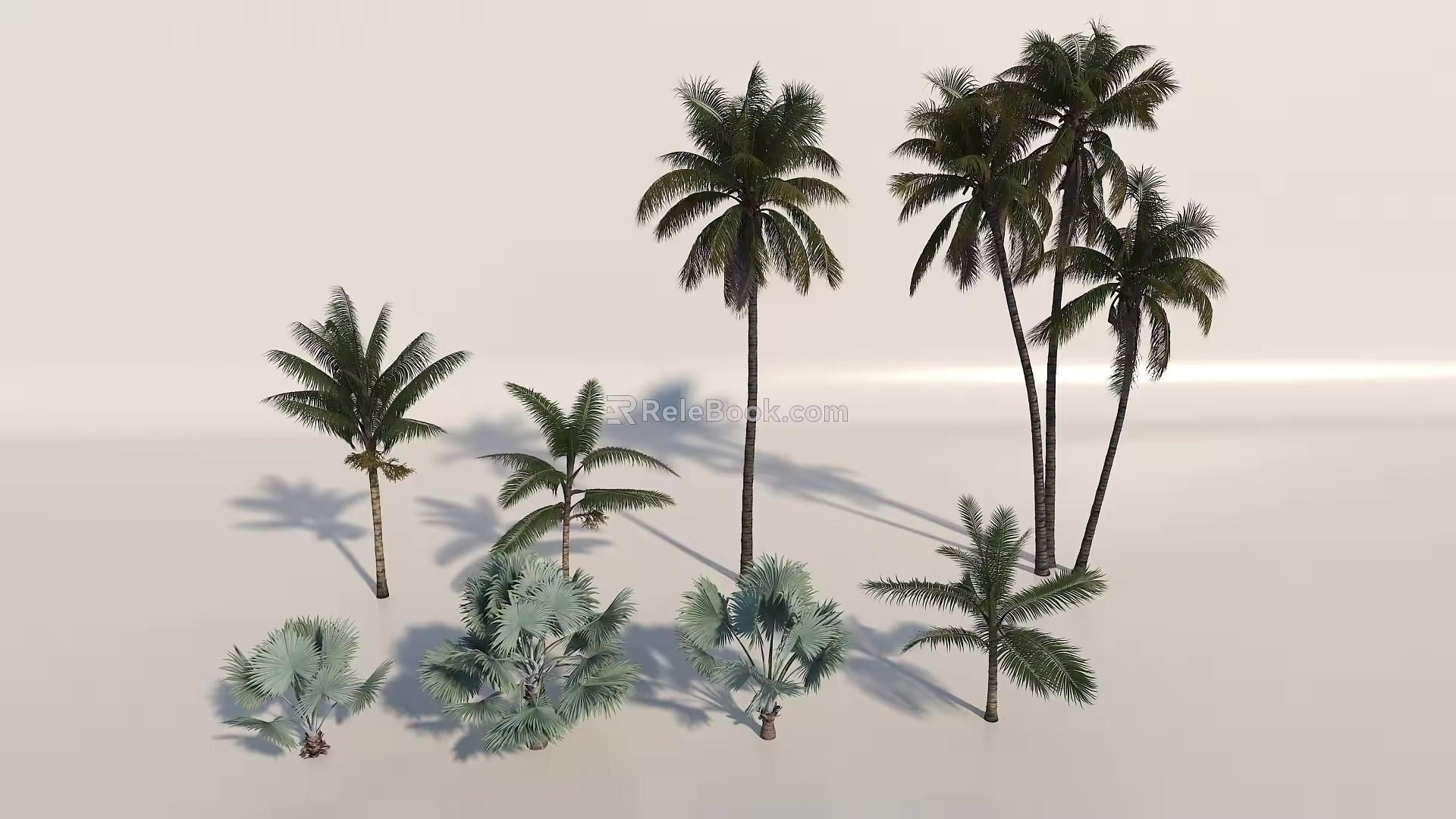 Coconut Tree Hainan Coconut Tree 3d model