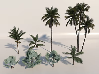 Coconut Tree Hainan Coconut Tree 3d model