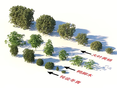 Different Shrub Varieties With Fireleaf Rhododendron Goosefoot Water and Obtuseleaf Holly 3d model
