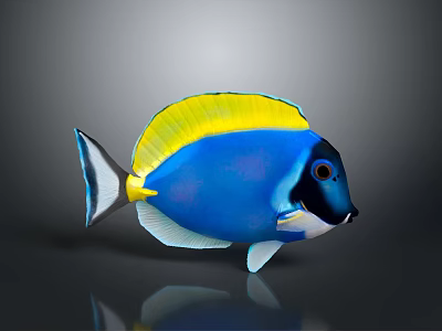 Vibrant Blue Tropical Fish With Yellow Dorsal Fin White Underbelly Black Head And Red Eyes 3d model