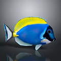 Vibrant Blue Tropical Fish With Yellow Dorsal Fin White Underbelly Black Head And Red Eyes