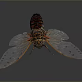 Cicada With Orange Black Body Patterns And Transparent Spread Wings 3d model