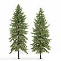 Tall Evergreen Arbor With Lush Green Foliage And Natural Trunk Structure