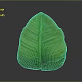Green Banana Leaf with Vibrant Color and Visible Veins on Dark Background