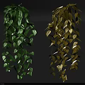 Lush Hanging Plants With Green And Yellow Leaves Dangling As Decorative Vines