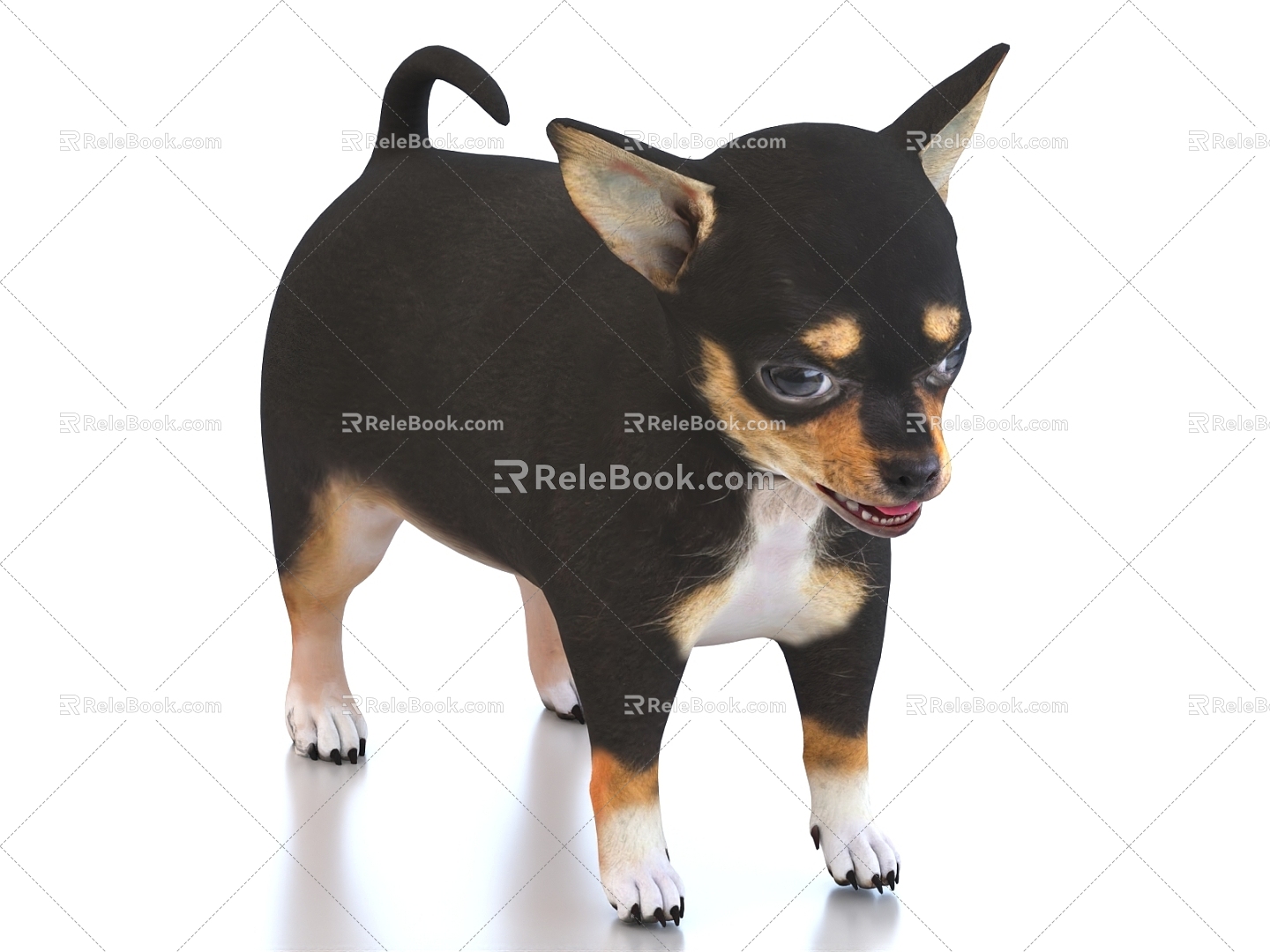 Chihuahua pet dog 3d model