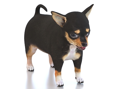 Chihuahua pet dog 3d model