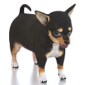 Chihuahua pet dog 3d model