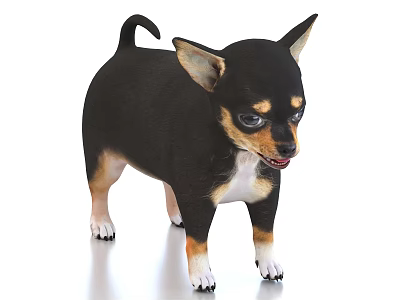 Adorable Black And Tan Chihuahua Puppy With White Paws Standing On White Background 3d model