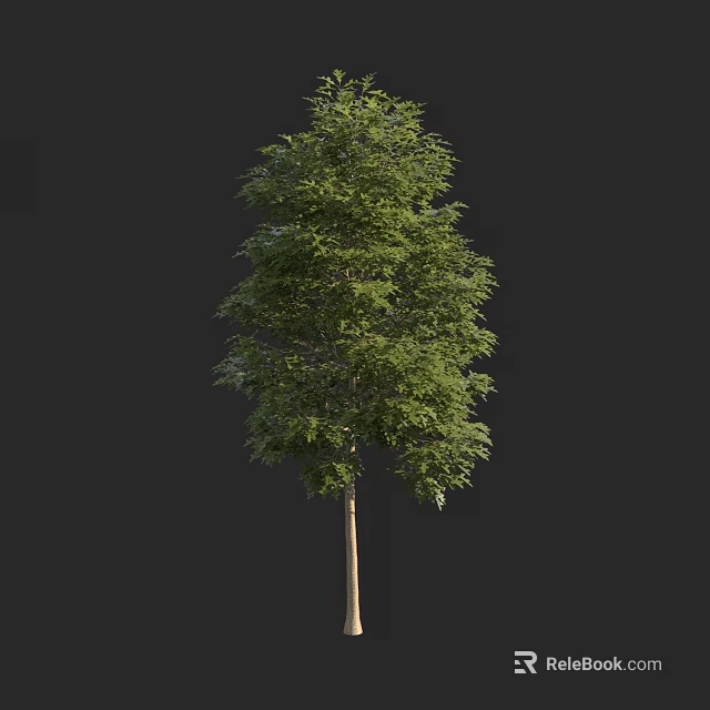Tall Tree With Lush Green Foliage And Straight Brown Trunk 3d model 
