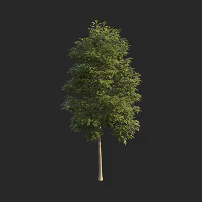Tall Tree With Lush Green Foliage And Straight Brown Trunk 3d model