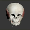Human Skull Anatomical Model With Red Muscle Structure And Educational Medical Features
