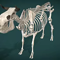 Realistic Cow Skeleton 3D Model with Detailed Anatomical Structure and Horns 3d model