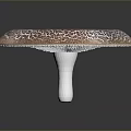 Fresh Natural Round Edible Mushroom With Brown And White Patterned Surface