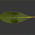 Green Plant Leaf With Yellow Veins On Dark Background And Shiny Surface