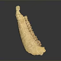 Ancient Serrated Fossil Specimen With Yellowish Bone Structure On Gray Background