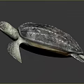 Turtle Cartoon Turtle Snapping Turtle Chickbill Turtle Reptile Cold Blooded Animal Reptile Class 3d model