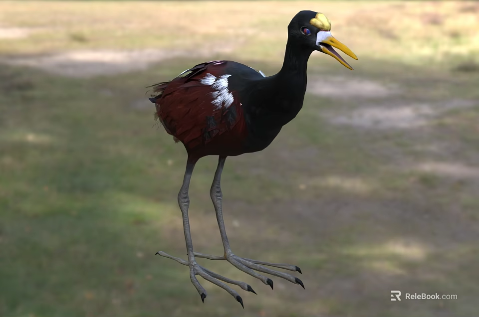 Aquatic Bird With Black Body Red Wings Yellow Beak And Long Legs Standing On Grass 3d model 