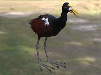 Aquatic Bird With Black Body Red Wings Yellow Beak And Long Legs Standing On Grass 3d model