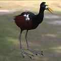Aquatic Bird With Black Body Red Wings Yellow Beak And Long Legs Standing On Grass