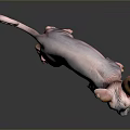 Hairless Sphynx Cat with Large Ears and Curled Tail Standing on Black Reflective Surface