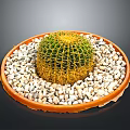 Small Green Round Cactus Plant in Orange Plate with White Pebbles