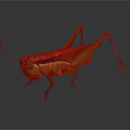 Detailed Green And Brown Grasshopper With Long Antennae And Hind Legs On Dark Reflective Surface