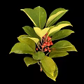 Healthy Green Plant With Shiny Leaves And Vibrant Red Berries