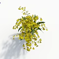 Bright Yellow Orchid Flower Arrangement With Green Leaves On White Background