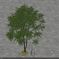 Majestic 12 Meters Tall Arbor in Paved Ground with Green Circular Area and Human Silhouette