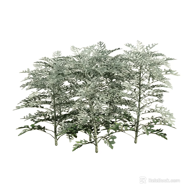 Silver Green Leaf Plants With Feathery Foliage And Lush Dense Growth 3d model 
