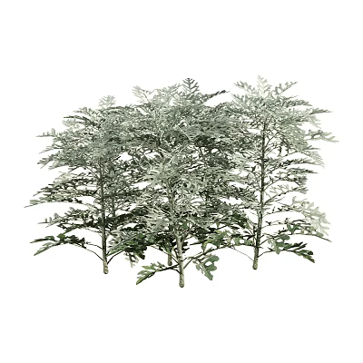 Silver Green Leaf Plants With Feathery Foliage And Lush Dense Growth 3d model