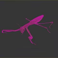 Green Praying Mantis with Extended Forelegs and Long Legs on Dark Background