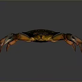 Colorful Aquatic Crab With Orange Claws Legs And Spotted Shell