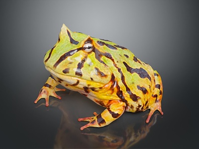 Frog Poison Frog Game Frog Reptile Cold Blooded Animal Reptile 3d model