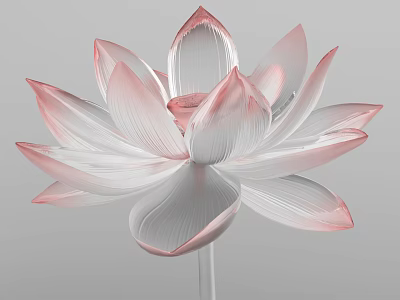 Transparent Pink White Gradient Lotus Flower With Textured Petals On Grey Background 3d model