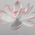 Transparent Pink White Gradient Lotus Flower With Textured Petals On Grey Background