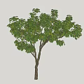 Deciduous Tree With Lush Green Foliage And Sturdy Brown Trunk In Natural Form