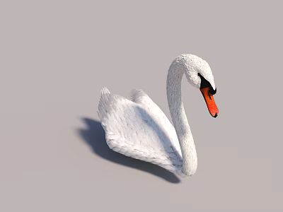 Beautiful Flying Animal White Swan with Orange Beak and Curved Neck in Resting Pose 3d model