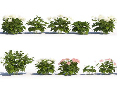 Modern Flower Flower Wild Hydrangea 3d model Modern Flower Flower Wild Hydrangea 3d model