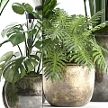 Various Green Potted Plants With Different Leaf Shapes In Decorative Metal And Ceramic Containers 3d model