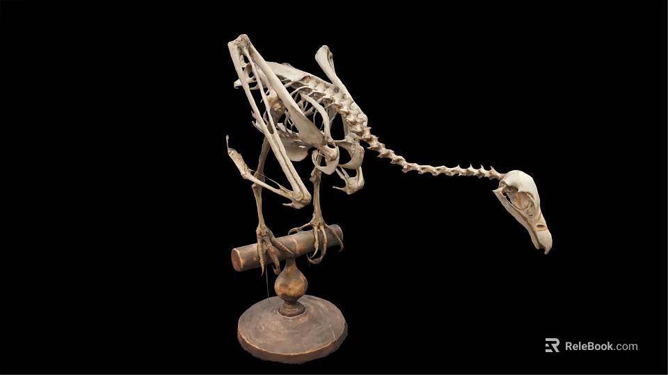 Medical Devices Detailed Human Skeleton Model For Anatomical Teaching And Medical Education 3d model 