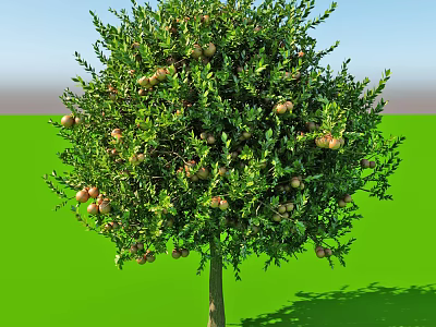 Lush Green Arbor With Abundant Fruits And Dense Foliage On Green Grass 3d model