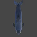 Cute Gray Dolphin Swimming Gracefully In Calm Water Environment