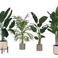 Indoor Decorative Potted Plants with Various Tropical Leaves and Modern Pots