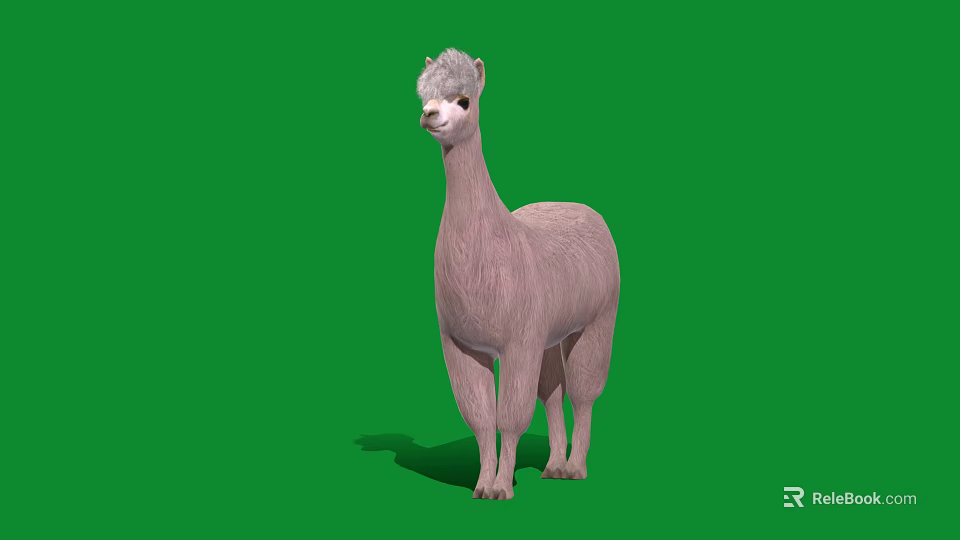 Adorable Light Pink Alpaca With Fluffy Fur Standing On Green Background 3d model 