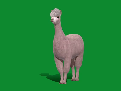 Adorable Light Pink Alpaca With Fluffy Fur Standing On Green Background 3d model